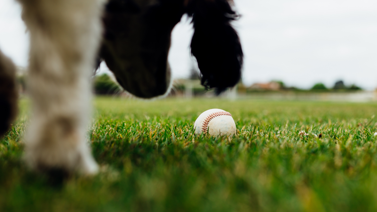 ‘Simba Cam’ at Dodgers Field Captures a ‘Mesmerizing’ Sea of Dog Owners