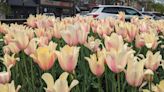 Despite weather concerns, Holland tulips in full bloom just in time for festival