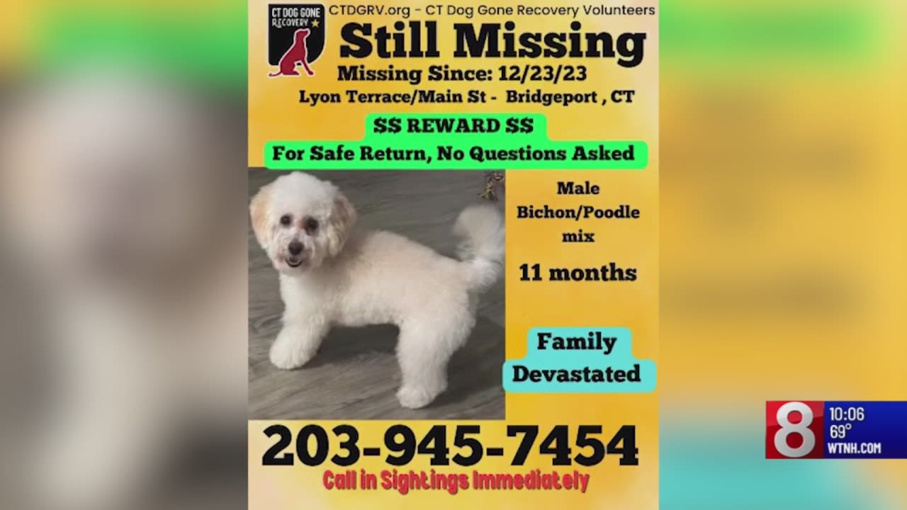 Missing dogs found with altered appearances in Connecticut