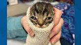 It's kitten season and Charlotte's shelter could use some help taking care of these cuties