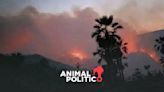 Incendio consume Reserva de Biósfera Tehuacán-Cuicatlán, Oaxaca; habitantes exigen acciones para controlarlo