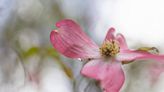 Cary residents can get a free dogwood, magnolia, elm, beautyberry tree. Here’s how.