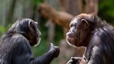 Study finds vocal flexibility in young chimpanzees, a parallel perhaps denoting language's origins