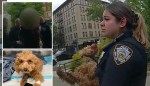 Footage shows tearful NYC cops rush to save poodle after it’s thrown off ledge by owner who ‘snapped’