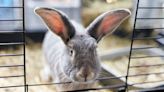 The Best Rabbit Toys for Your Bunny Bestie