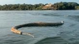 Comerciante filma cobra gigante morta durante passeio de barco: 'Para quem gosta de banhar no lago'