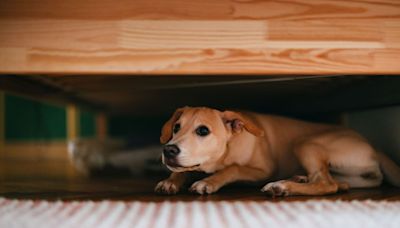 If Your Dog Is Scared of Thunder, Here's What the Experts Say