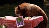 Watch: Bears destroy tents and ravage picnic tables at ‘campsite’