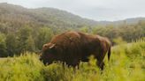 Rewilding: How a herd of bison reintroduced to Romania is helping ‘supercharge’ carbon removal