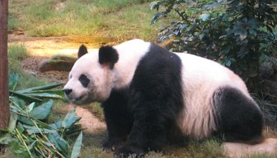 熊貓安安離世前研究公布 海洋公園指有助評估動物健康狀況