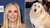 Shannon Storms Beador Shares New Photos and an Update on Her Dog, Archie
