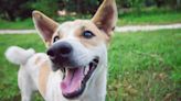 Dog Parents Throw Party to Reveal Their Pup's Ancestry Test Results and the Joy is Contagious