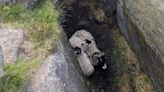 Ewe and lambs rescued from mountain crevice
