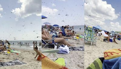 ‘Oh my God!’: Video shows Thousands of dragonflies invading New England beach