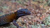 Vincent van Gecko: Colorful new lizard species named after the famous painter