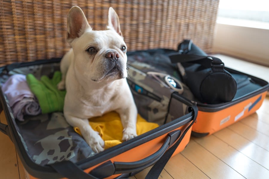 These California cities are the most dog-friendly destinations in the U.S.