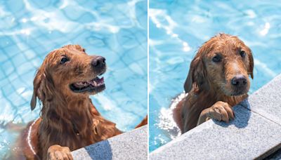 Owners put up fence to stop dog from jumping into pool, plan backfires