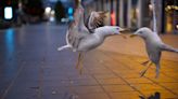 Squawking mob of 'b**tard' seagulls square up over Maccies and beer on night out