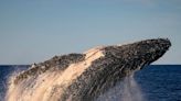 Australia's humpback populations rebound, raising hopes of marine scientists