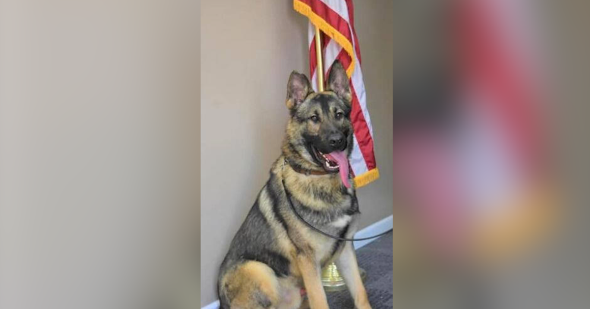 Savannah police dog dies 'after completing an overnight shift'