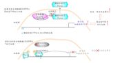 國衛院歷時十年研究發現 氣喘及異位性皮膚炎的致病關鍵