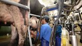 Com oferta limitada de leite, preço ao produtor sobe 9,8% em junho, diz Cepea | Agro Estadão