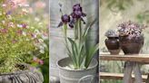 Drought-tolerant plants for pots – 10 easy-care choices for stunning summer containers