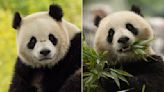 Giant pandas returning to the National Zoo in DC
