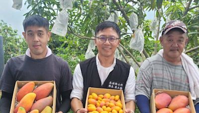 屏東高樹推出芒果三種品系禮盒 香甜品質讚