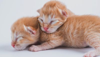 Maine Coon Kittens' Sweet Sleeping Twitches Make People Wonder What They're Dreaming Of