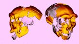 Scientists Puzzled by Human-Like Skull That Matches No Known Species
