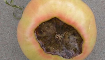 Water evenly to help combat blossom end rot on tomatoes