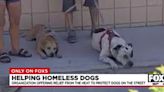 Organization helps homeless dogs in Las Vegas get relief during summer months