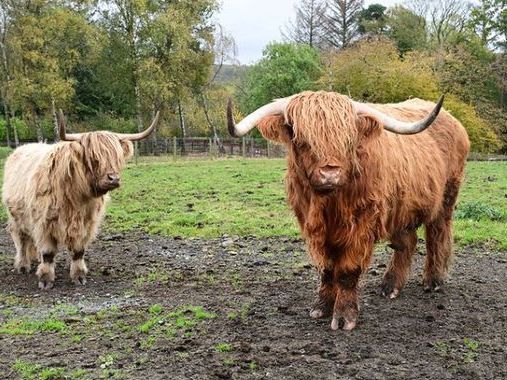 Online scammers put Muiravonside Country Park Highland cows up for sale