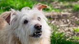 Video of Dogs Getting Baptized and Having Their 'First Communion' Is a True Gem