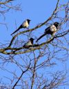 One for Sorrow (nursery rhyme)