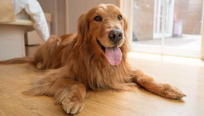 List of Things Golden Retriever Has Eaten and Survived Is Mind-Blowing