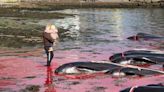 Ilhas Feroé abateram 40 baleias-piloto num só dia: “Desporto de sangue”