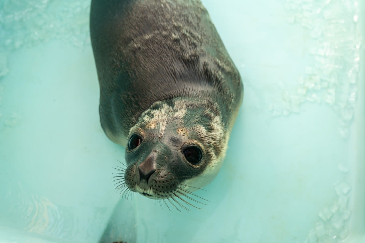 Mystic Aquarium rescues arctic seal spotted eating rocks in Providence