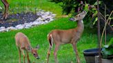 7 Ways To Keep Deer Out Of Your Garden, According To Experts