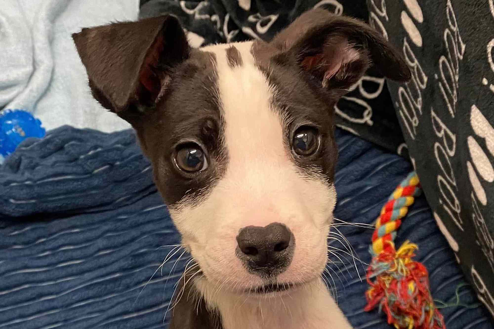 Malnourished Puppy Abandoned in a Portable Toilet Acts Like a 'Wiggly Angel' After His Rescue