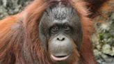 Hidden Complexity: Unlocking the Mysteries of Orangutan Communication