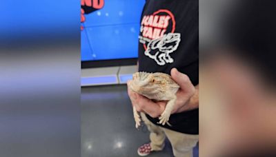Furry Friends Friday: Meet Lizzo, a bearded dragon lizard up for adoption