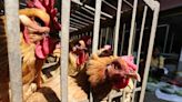 What is bird flu? 11-year-old girl in Cambodia dies from virus