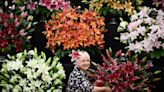 Chelsea Flower Show helps house prices bloom in vicinity