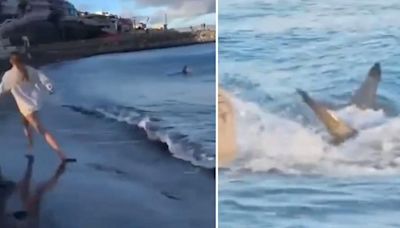 Seven foot shark found swimming near British tourist hotspot