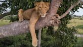 A three-legged lion and his brother made the longest recorded swim across a crocodile-infested river