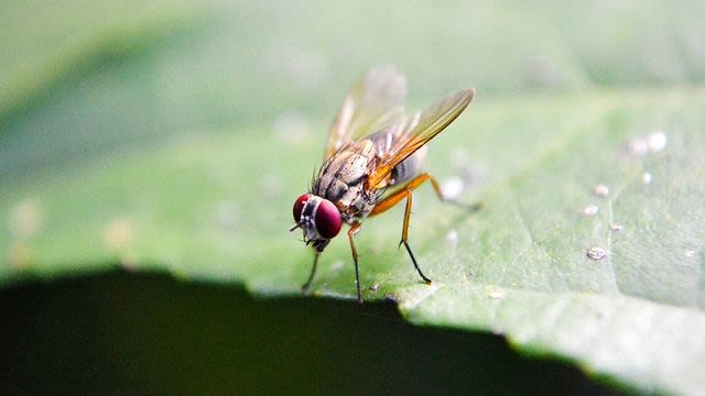 Fruit Flies Navigate Different Environments in Different Ways