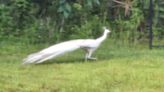 Incredibly rare white peacock spotted in New Port Richey