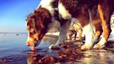 What dog owners should know about leptospirosis